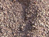 Th&uuml;ringer Waldkies